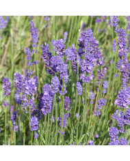 Lathyrus tingitanus Roseus