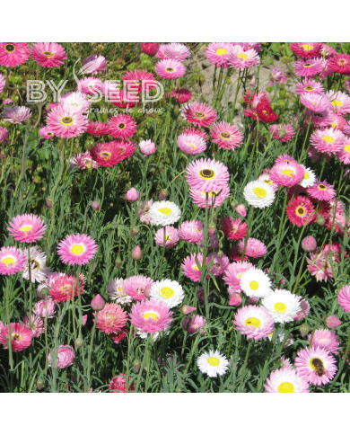 Acroclinium (Helipterum) Sensation Giants Mix