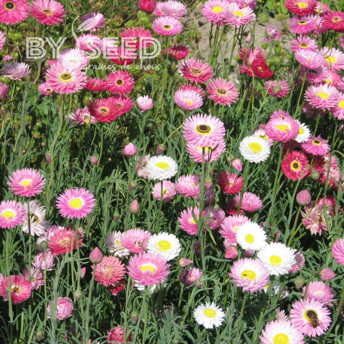 Acroclinium (Helipterum) Sensation Giants Mix