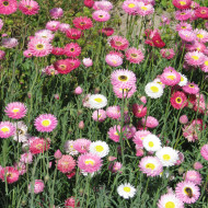 Acroclinium (Helipterum) Sensation Giants Mix