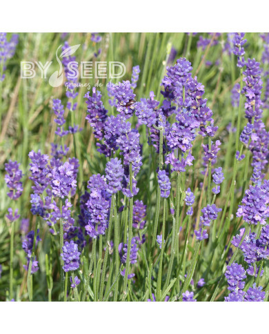 Lavande Hidcote (primed)