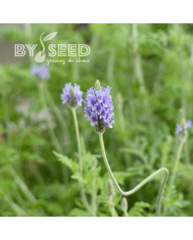 Lavande multifida Spanish Eyes ou Oregano