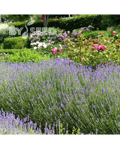 Lavande Munstead