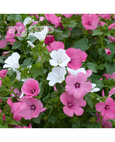 Lavatère annuelle Choice Mix