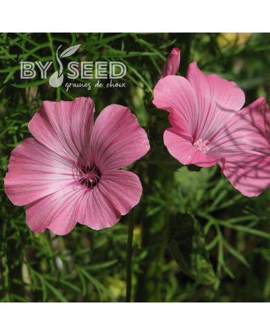 Lavatère annuelle Loveliness rose