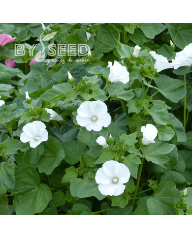 Lavatère annuelle Mont Blanc