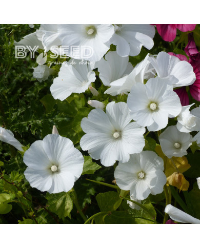 Lavatère annuelle Mont Blanc