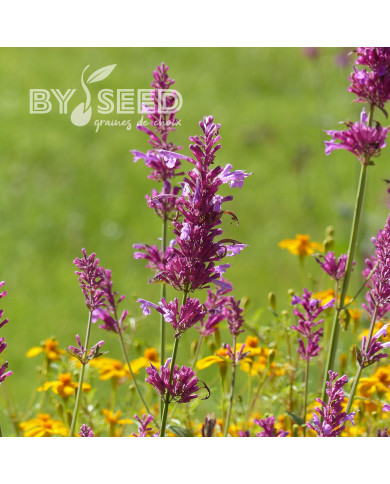 Agastache cana Heather Queen