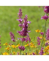 Agastache foeniculum (anisée)