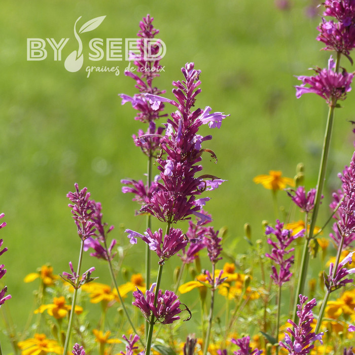 Agastache cana Heather Queen