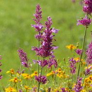 Agastache cana Heather Queen