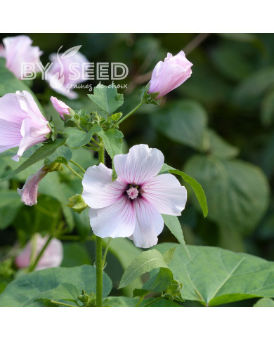 Lavatère annuelle Pink Blush