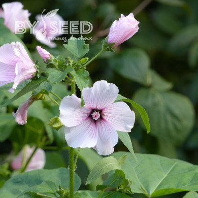 Lavatère annuelle Pink Blush