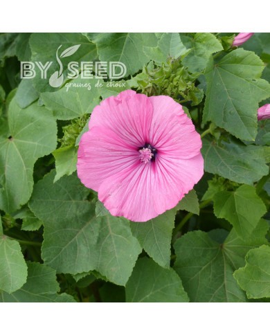 Lavatère annuelle Ruby Regis