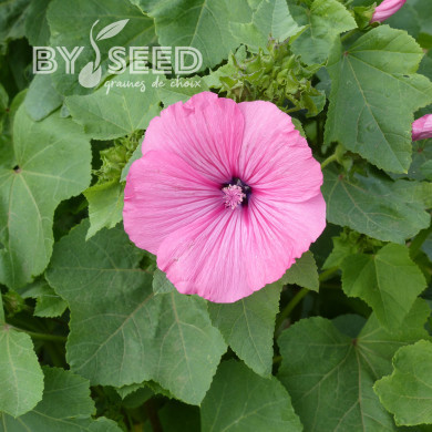 Lavatère annuelle Ruby Regis