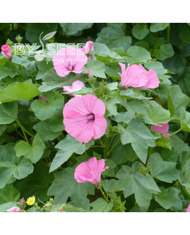 Lavatère annuelle Ruby Regis