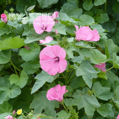 Lavatère annuelle Ruby Regis