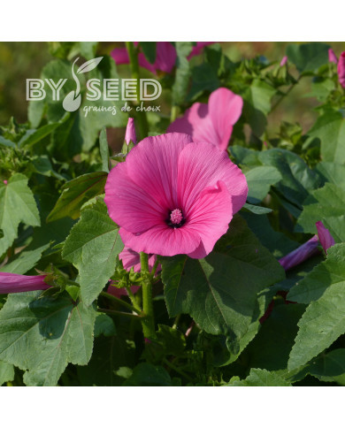 Lavatère annuelle Ruby Regis