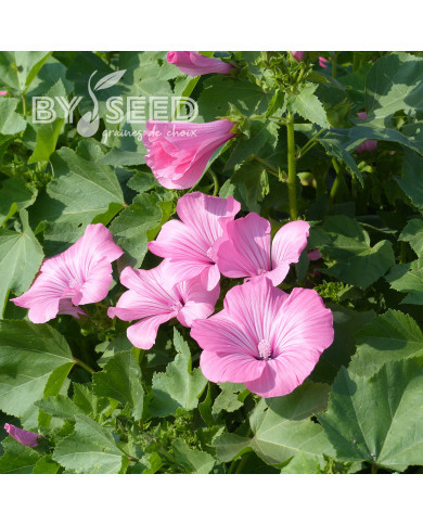 Lavatère annuelle Silver Cup