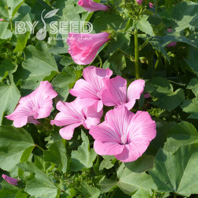 Lavatère annuelle Silver Cup