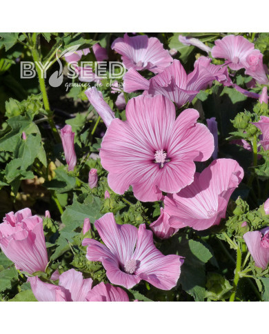 Lavatère annuelle Silver Cup