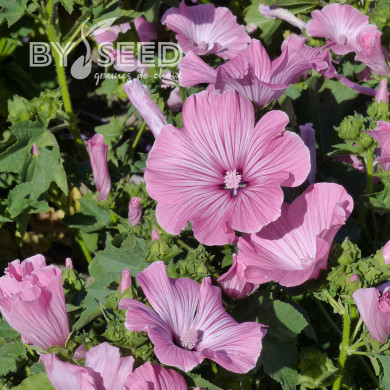Lavatère annuelle Silver Cup
