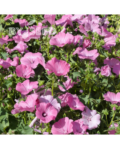 Lavatère annuelle Silver Cup