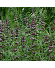 Lewisia Elise Golden Yellow