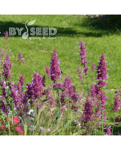 Agastache cana Heather Queen