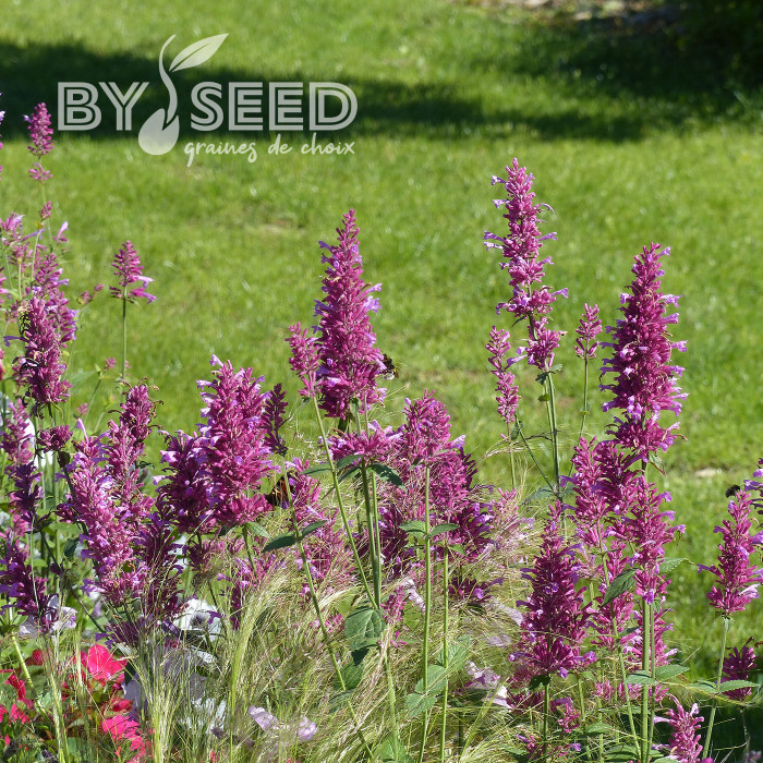 Agastache cana Heather Queen