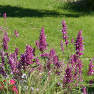 Agastache cana Heather Queen