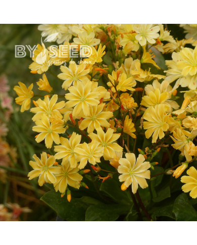 Lewisia Elise Golden Yellow