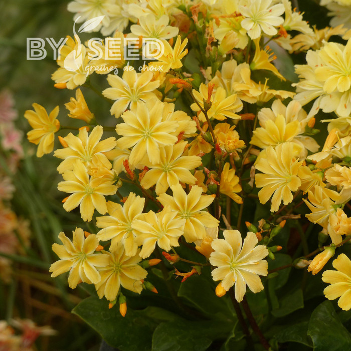 Lewisia Elise Golden Yellow