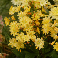 Lewisia Elise Golden Yellow