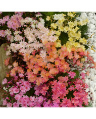 Lewisia Elise Ruby Red