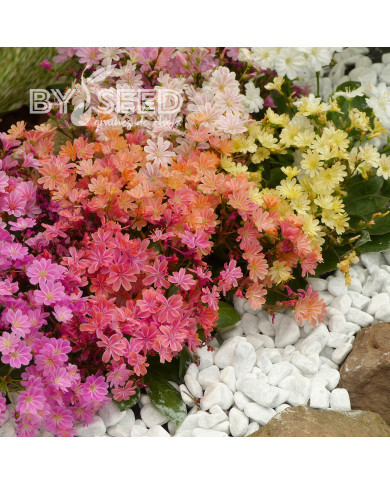Lewisia Elise Mix