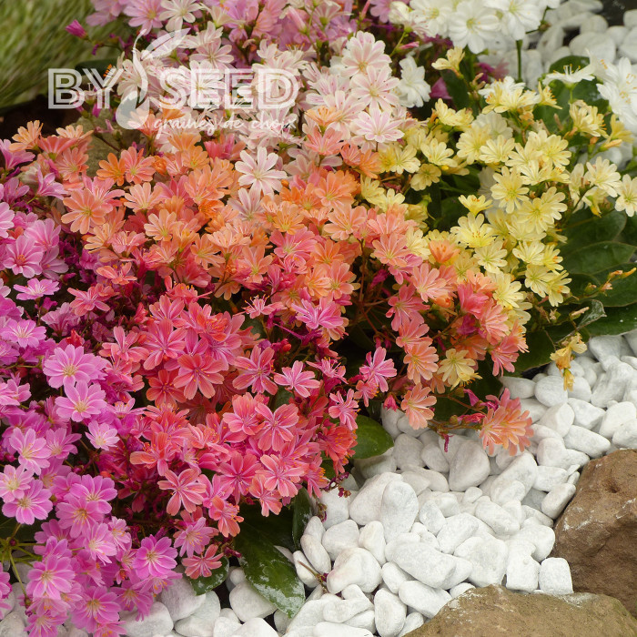 Lewisia Elise Mix
