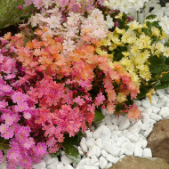 Lewisia Elise Mix