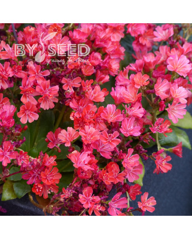 Lewisia Elise Ruby Red
