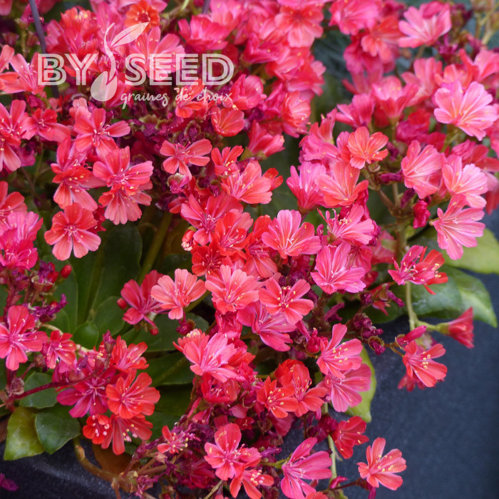 Lewisia Elise Ruby Red