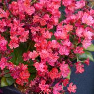Lewisia Elise Ruby Red