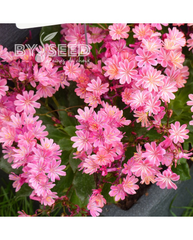 Lewisia Elise Ultra Violet