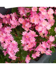 Lewisia Elise Ruby Red