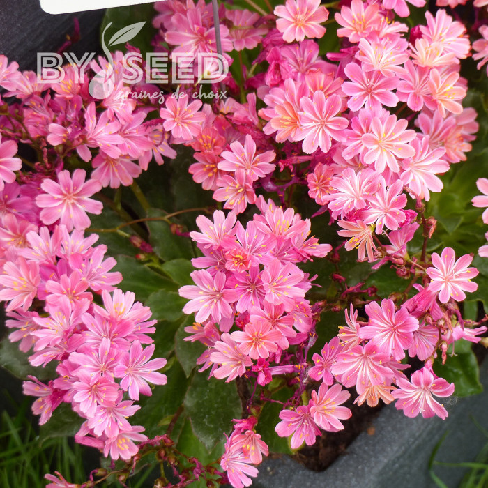 Lewisia Elise Ultra Violet