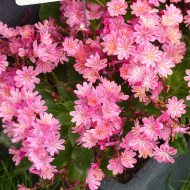 Lewisia Elise Ultra Violet