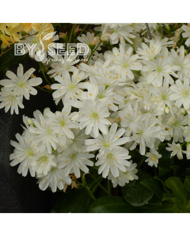 Lewisia Elise White