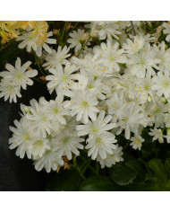Liatris spicata Violet - Plume du Kansas