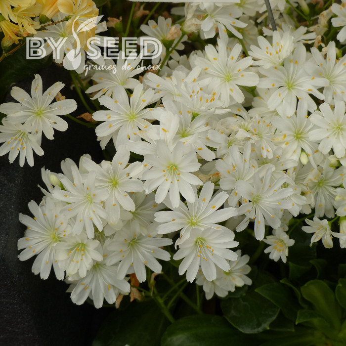 Lewisia Elise White