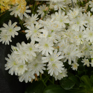 Lewisia Elise White