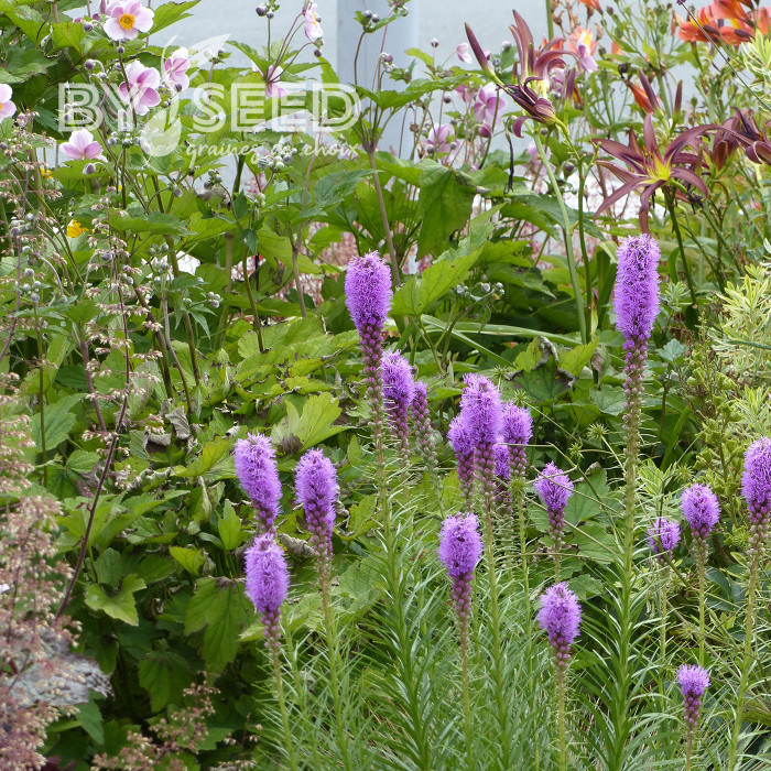 Liatris spicata Violet - Plume du Kansas